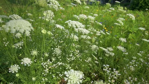 Closeup shot of white wildflowers Vídeo Stock 160054718