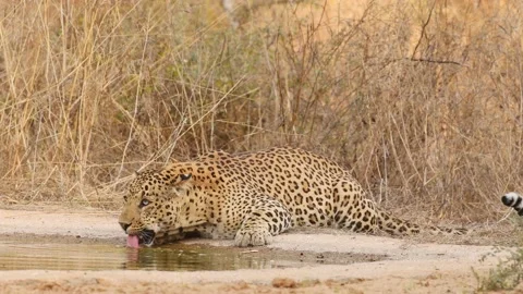 Closeup shot of wild fully grown adult male leopard or panther drinking water Stock Footage 197305355