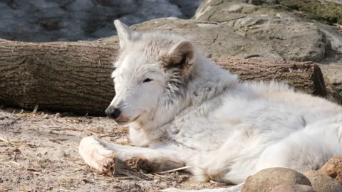 A closeup shot of a wolf having a rest in the shade of the forest. 4k. Wildlife Stock Footage 237215710