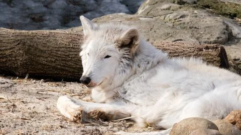 A closeup shot of a wolf having a rest in the shade of the forest. Wildlife Stock Photos