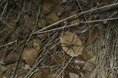 Closeup Shot Of Wolf Spider On A Leaf At Night Stock Photos
