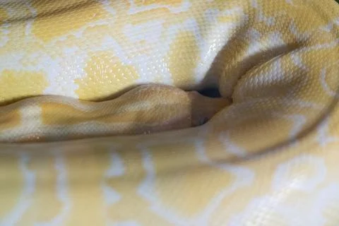Closeup shot of a yellow Burmese python snake 写真素材
