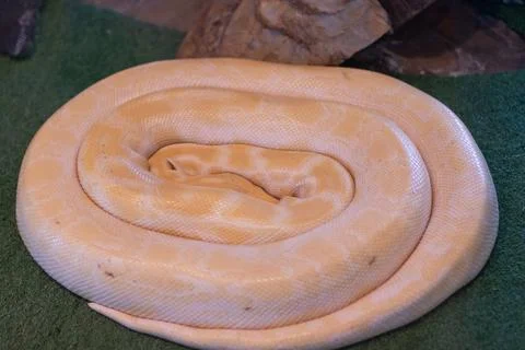 Closeup shot of a yellow Burmese python snake Stock Photos