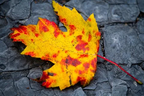 Closeup shot of a yellow maple leaf on a rocky rough gray texture background Stock Photos