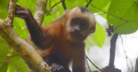 Closeup shot of a young capuchin monkey eating berries and trying to chew off Video stock 296785913