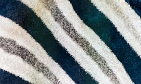 Closeup shot of zebra pattern background 스톡 사진