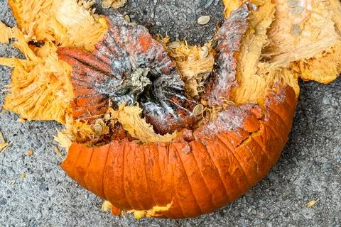 Closeup shows smashed pumpkin in pieces on pavement Stock-Fotos