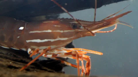 Closeup of Shrimp Stock Footage 25542090