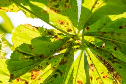 Closeup of a sick chestnut leaf in summer Stock Photos