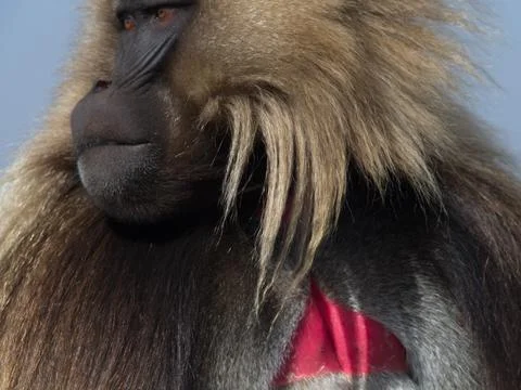 Closeup side on full face portrait of Gelada Monkey (Theropithecus gelada) Stock Photos