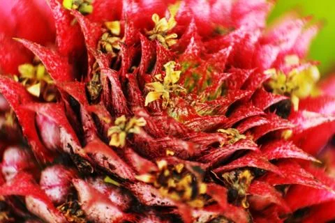 Closeup side of a pine apple Foto stock