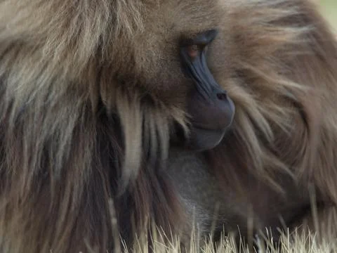 Closeup side on portrait of Gelada Monkey (Theropithecus gelada) Stock Photos