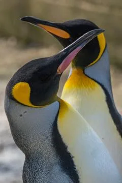 Closeup side portrait of two king penguins facing opposite each other. Stock Photos