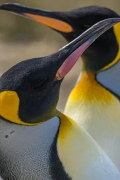 Closeup side portrait of two king penguins facing opposite each other. Stock Photos