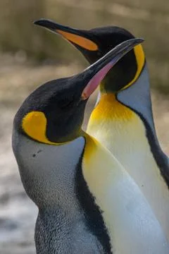 Closeup side portrait of two king penguins facing opposite each other. Stock Photos