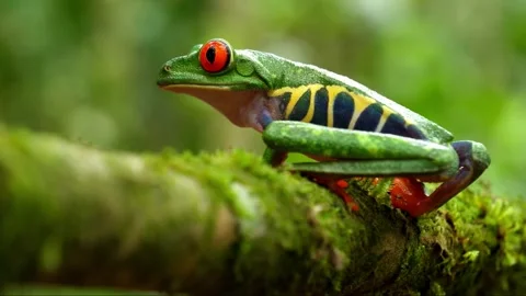 Closeup side profile of a vibrant red eyed tree frog on a mossy branch Stock Footage 341753283