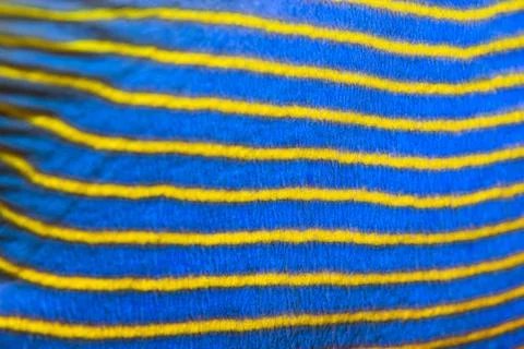 Closeup of the side of a tropical Angelfish 스톡 사진