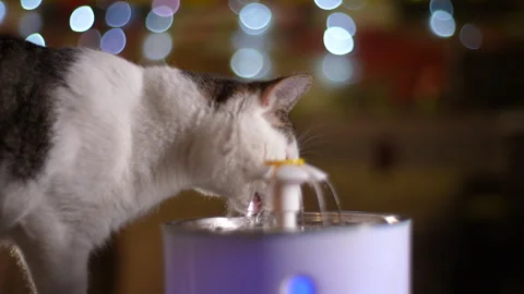 Closeup side view of adorable cat drinking water from animal home fountain Stock Footage 255125082