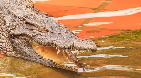 Closeup side view of crocodile's head with open jaw in park Vidéo 56203189