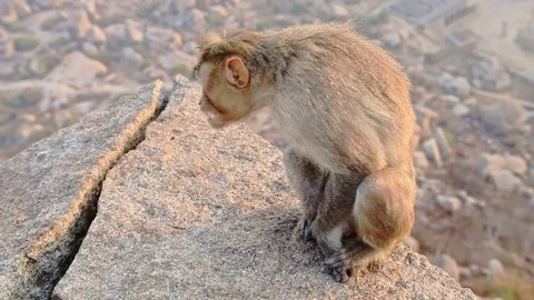 Closeup Side View Monkey Sits on Stone and Eats Video stock 81647269
