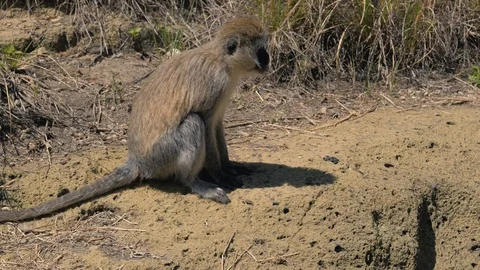 Closeup Side View Monkey Sits And Chews Video stock 97623901