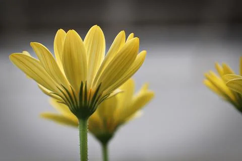 Closeup of a side view of multiple yellow osteospermums Stock Photos