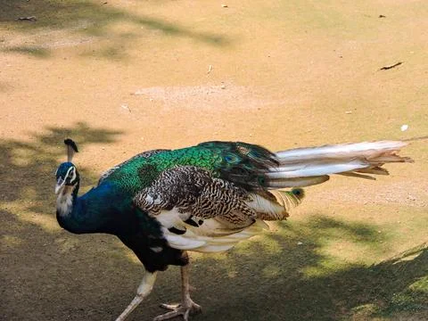 Closeup Side View of a Piebald Peacock in an Outdoor Setting Stock Photos