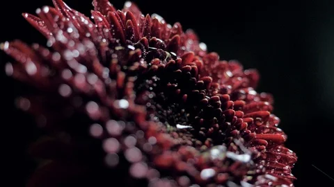 Closeup side view water drop falls down on dark red flower Stockbeeldmateriaal 101158060