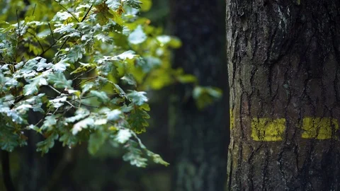 Closeup of a sign of path on the tree in the forest Video stock 94356795