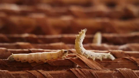 Closeup of silk worm slow motion video Stock Footage 293132869