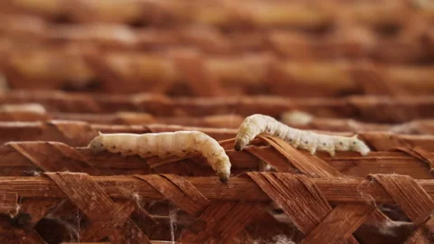 Closeup of silk worm slow motion video Stock Footage 293133744