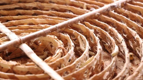 Closeup of silk worm slow motion video Stock Footage 293275929