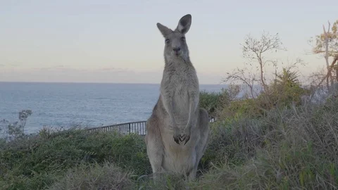 Closeup of silly kangaroo slowmotion Stock Footage