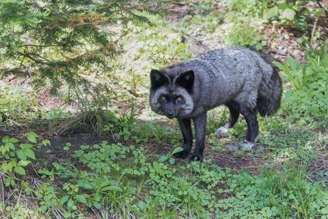 Closeup of silver fox looking at viewer in forest Stock Photos