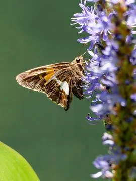 Closeup of silver-spotted skipper Foto stock