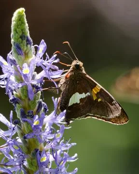 Closeup of silver-spotted skipper Foto stock