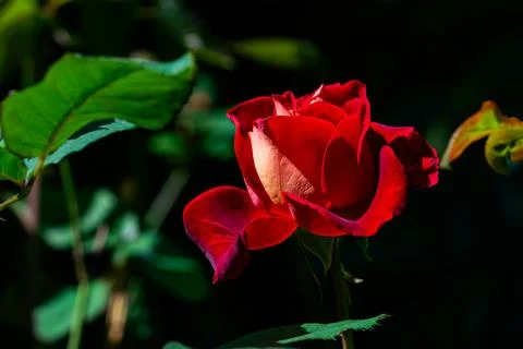 Closeup of single beautiful red rose blossoming in the winter sunlight. Stock Photos