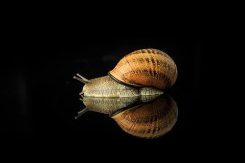 Closeup single big snail in shell crawl on black mirror Foto stock