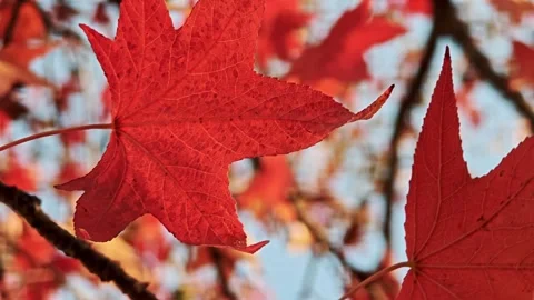 Closeup of single bright red maple leaf in focus with detailed veins against Stock Footage 324973291