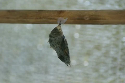 Closeup of a single butterfly chrysalis hangs suspended from a horizontal w.. Stock Photos