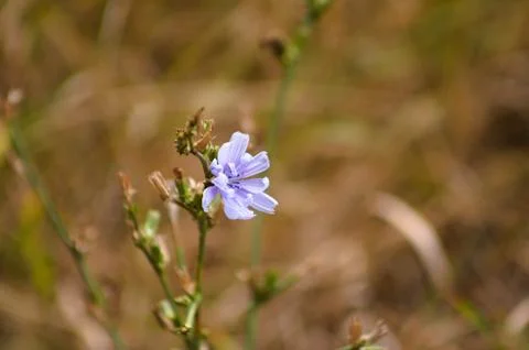 Closeup of single common chicory flower with selective focus on foreground Stock-Fotos