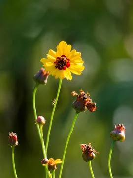 Closeup of single Coreopsis flower 写真素材