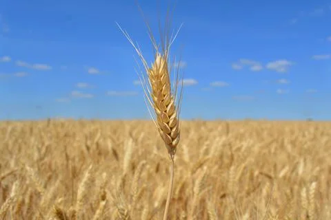 Closeup of single ear of wheat. Beginning of harvest Stock Photos