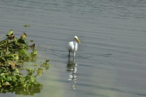 A closeup of a single eastern great egret standing in a river for hunting Stock Photos