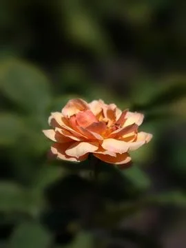 Closeup of single flower of rose (Rosa 'Pride of Cheshire') in a garden in .. Stock Photos