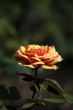 Closeup of single flower of rose (Rosa 'Pride of Cheshire') in a garden in .. Stock Photos