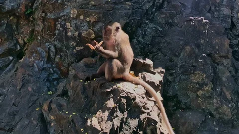 Closeup of a single macaque monkey eating orange skins on a stone in Lopburi Stock Footage 125526424