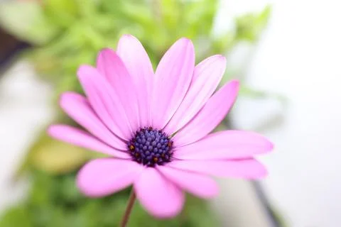 Closeup of a single open violet or purple gerbera daisy flower blossom Stock Photos