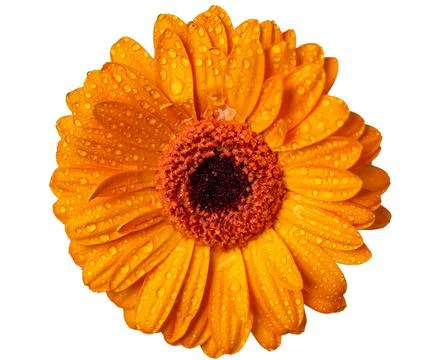 Closeup single orange Gerbera daisy flower isolated on white background with Stock Photos