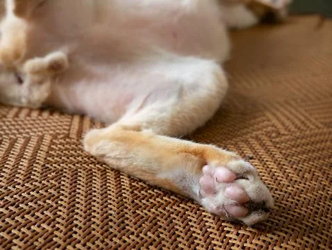 Closeup of single orange tabby cat hind leg and paw with pink toe pads rest.. Stock-Fotos